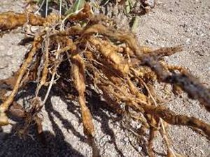 uploads/images/pest/jasmine nematodes.jpg